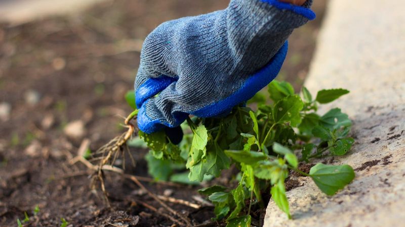 Clear persistent weeds before planting