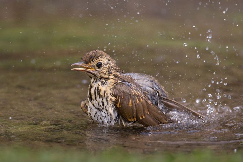 Keep the water fresh for wildlife