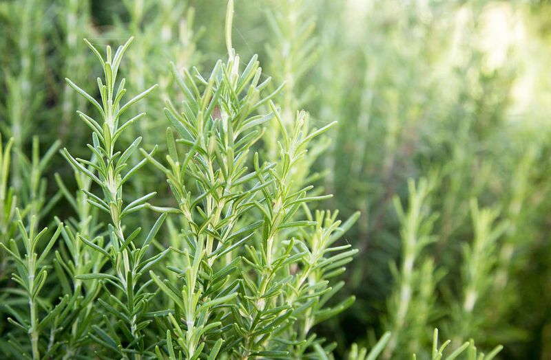 Treat rosemary as an extra, not pest insurance