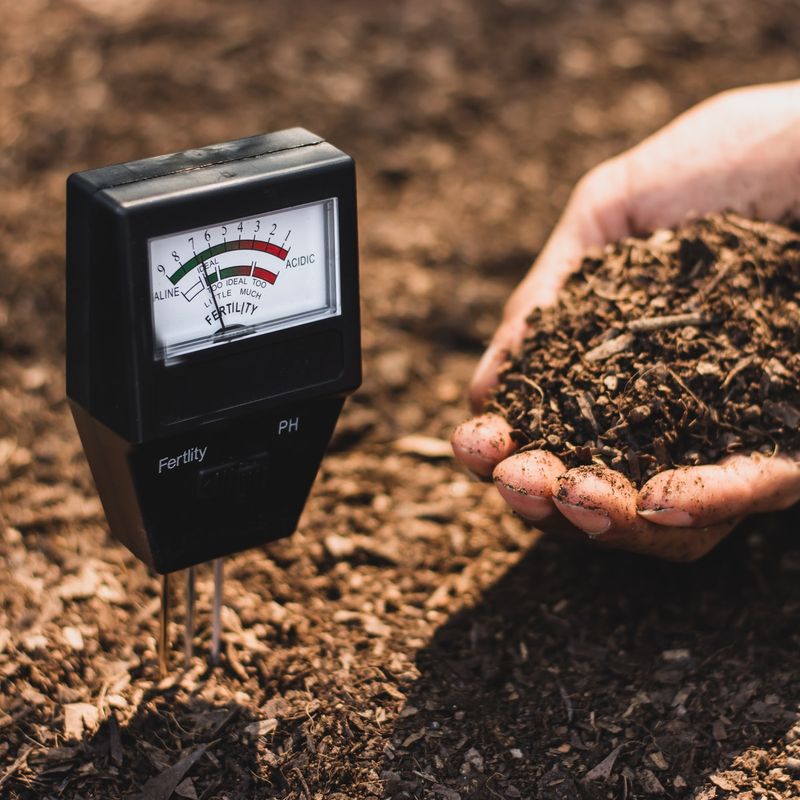 Will pine needles sour the strawberry bed?