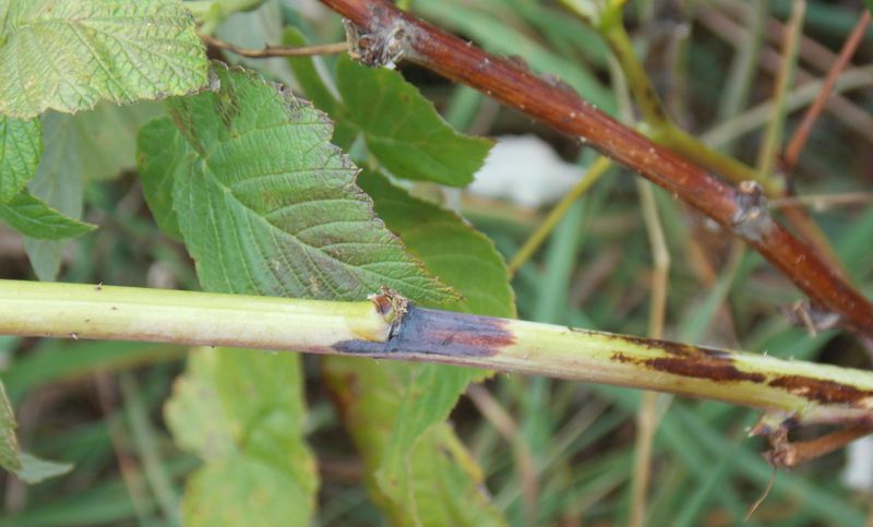 Remove unhealthy canes, but let timing follow the plant and conditions