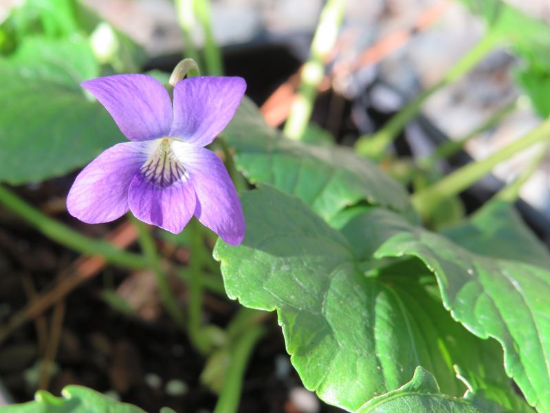 Native Violets (Viola spp.)