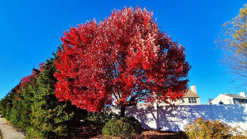Red Maple