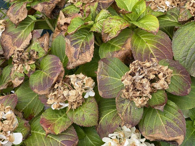 Saturated roots can make leaves wilt