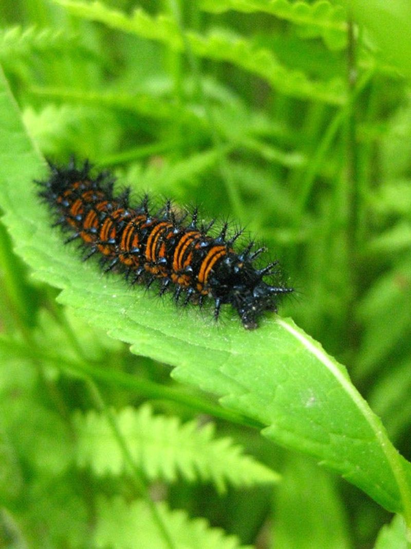 Baltimore checkerspot caterpillars use the leaves