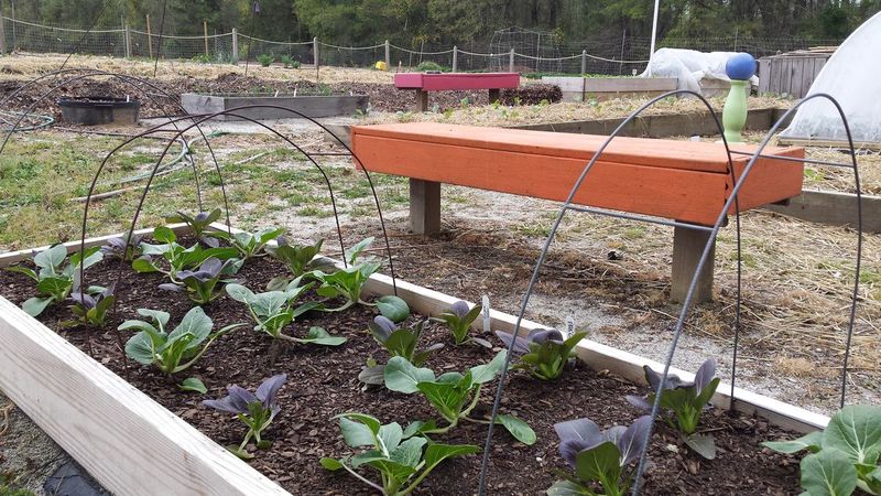 Plan fall brassicas around your part of North Carolina