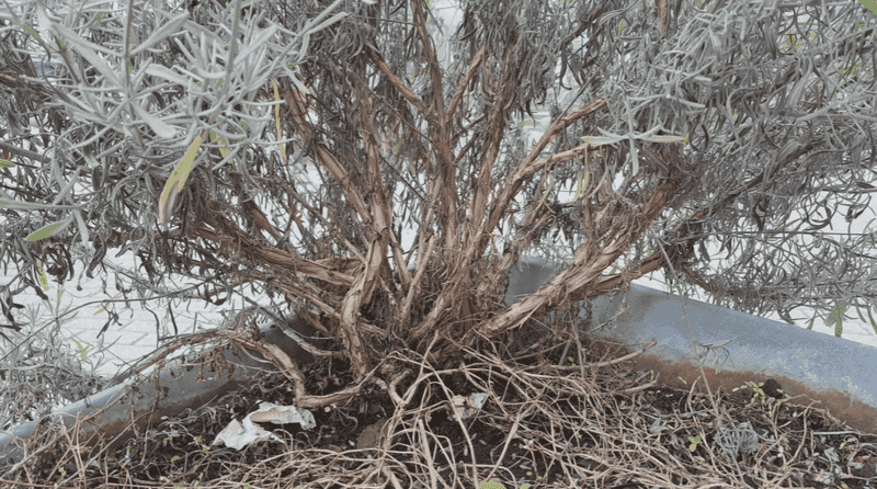 Lavender cannot reliably replace lost wood
