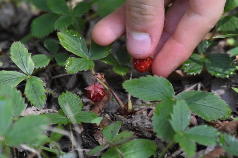 Wild Strawberry (Fragaria virginiana)
