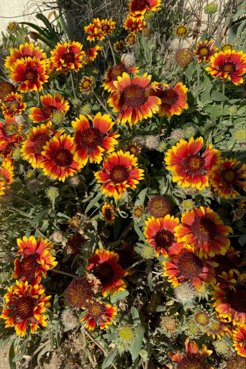 Deadheading trades seed for more flowers