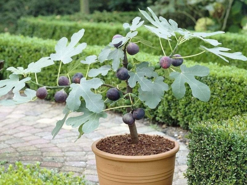 A second fig is possible, but it takes patience
