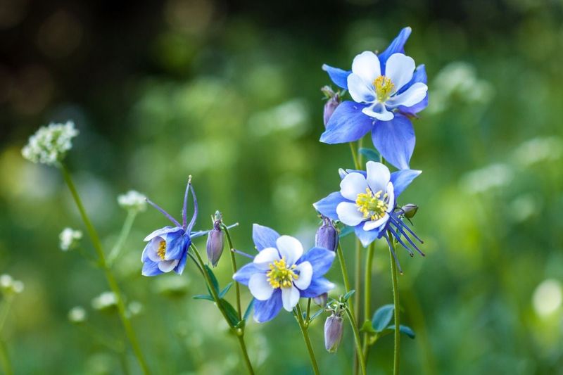 Columbine