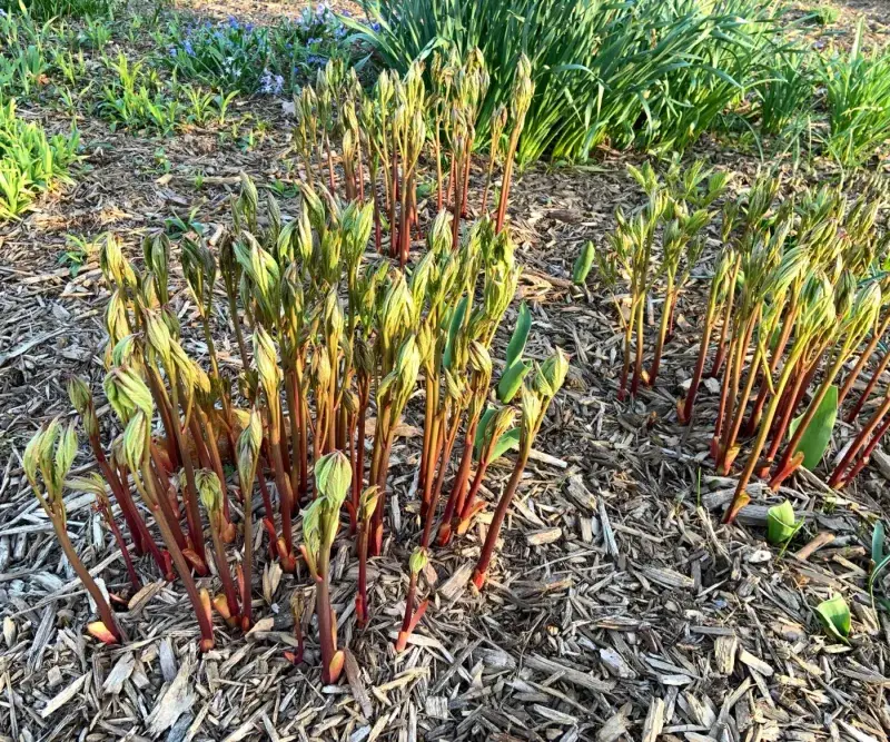 Mulch New Plantings Loosely, Never Over the Crown