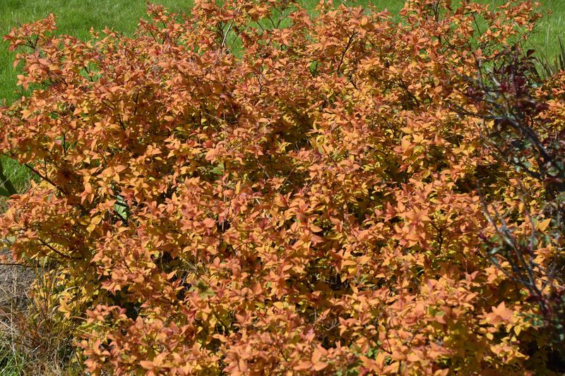 October pruning depends on the spirea