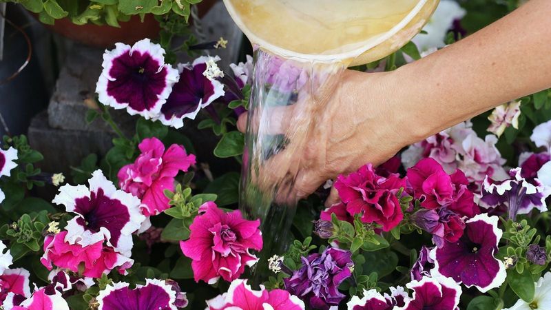 Rethink Your Summer Watering Habits