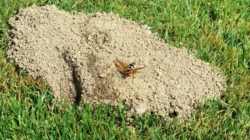 A neat, mounded opening may belong to a cicada killer