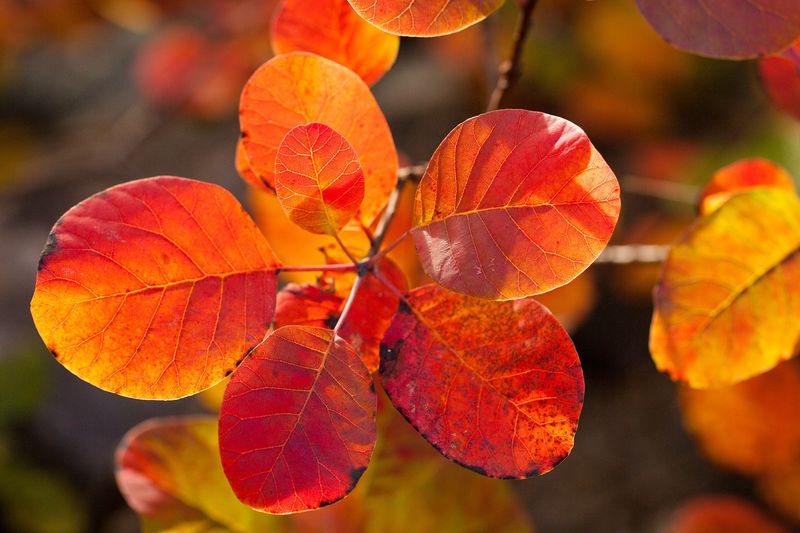 Smokebush