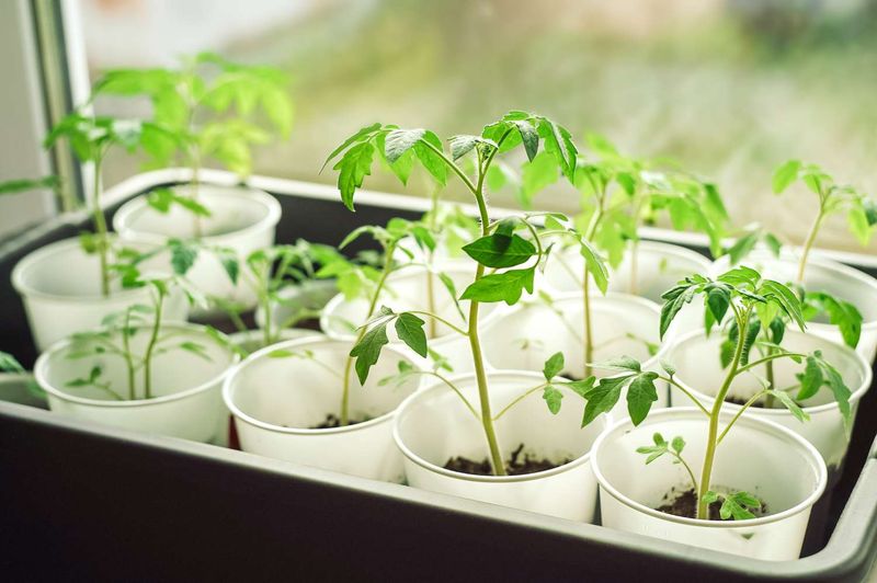 A preserved plant is a starting point, not a promised head start