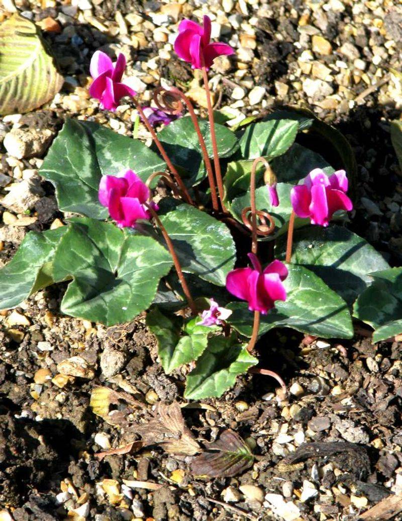 Keep dormant tubers on the dry side