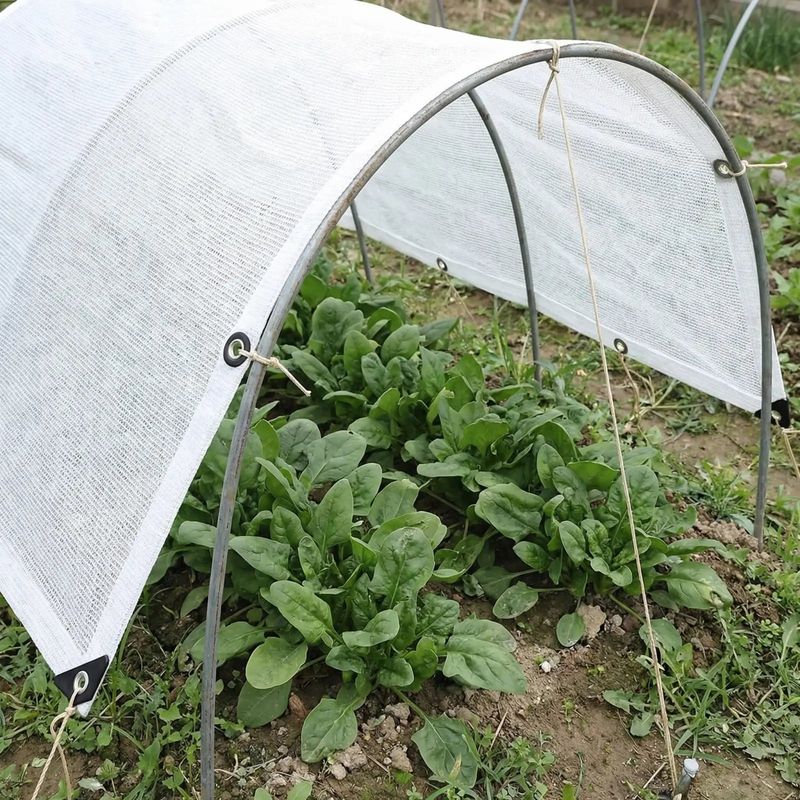 Shield Beets From Heat
