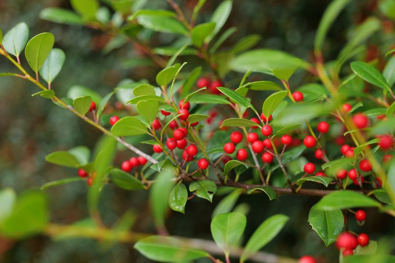 Yaupon Holly (Ilex vomitoria)