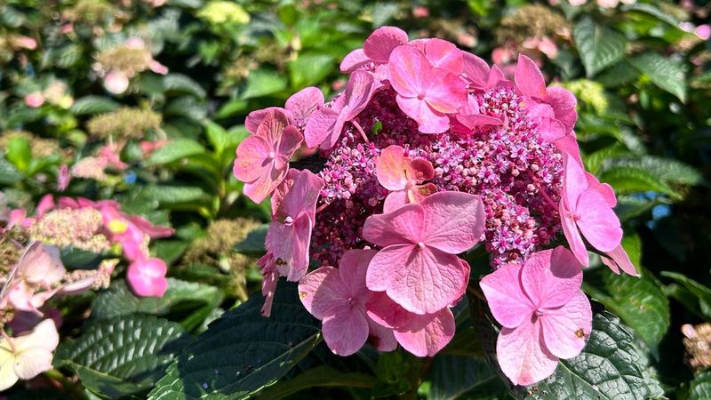 A reblooming hydrangea still needs time to make new flowers