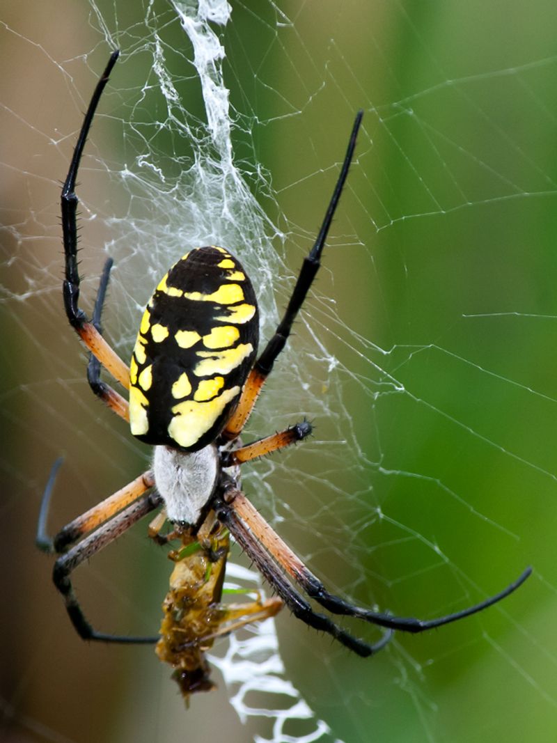 Its web catches more than garden pests