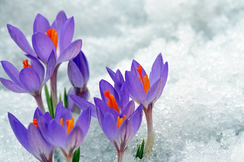 Crocus