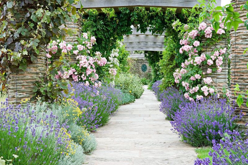 Lavender