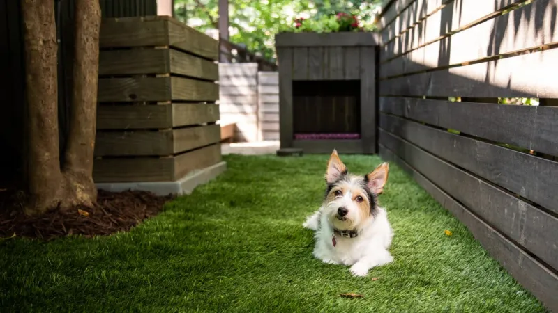 Employ Dogs as Deterrents
