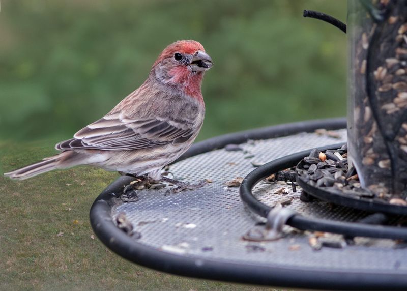 House Finches