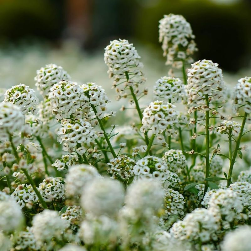 Sweet Alyssum