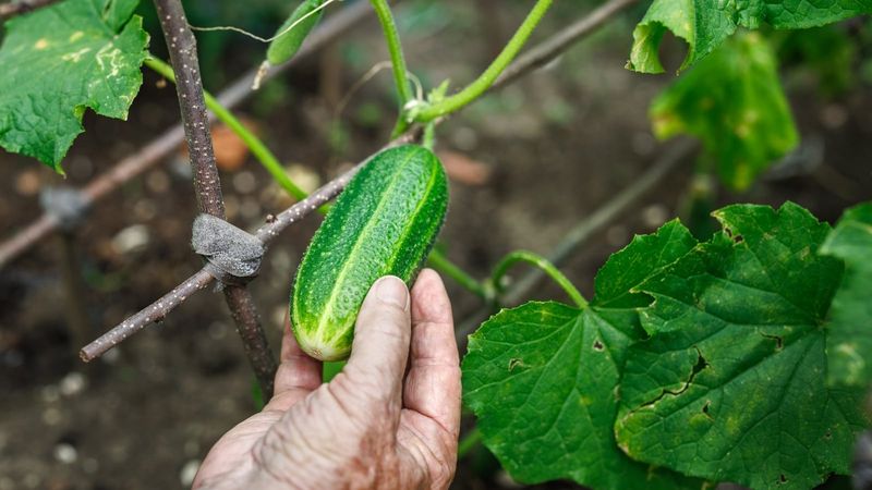 Harvest young and assess bitterness carefully
