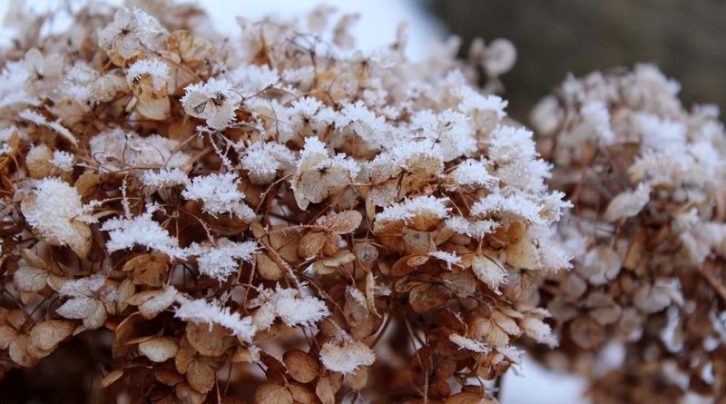 Poor flowering may have causes besides pruning