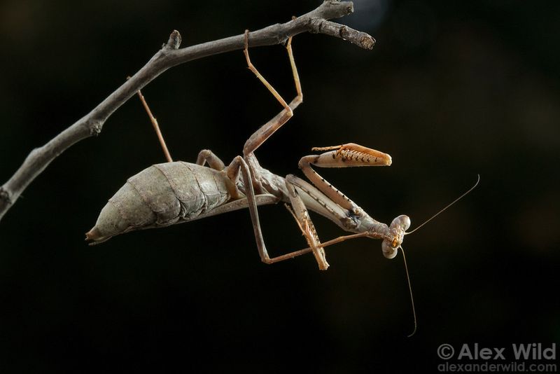 North Carolina has native and introduced mantises