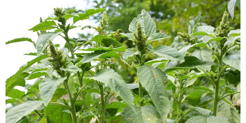 Redroot pigweed competes with tomatoes