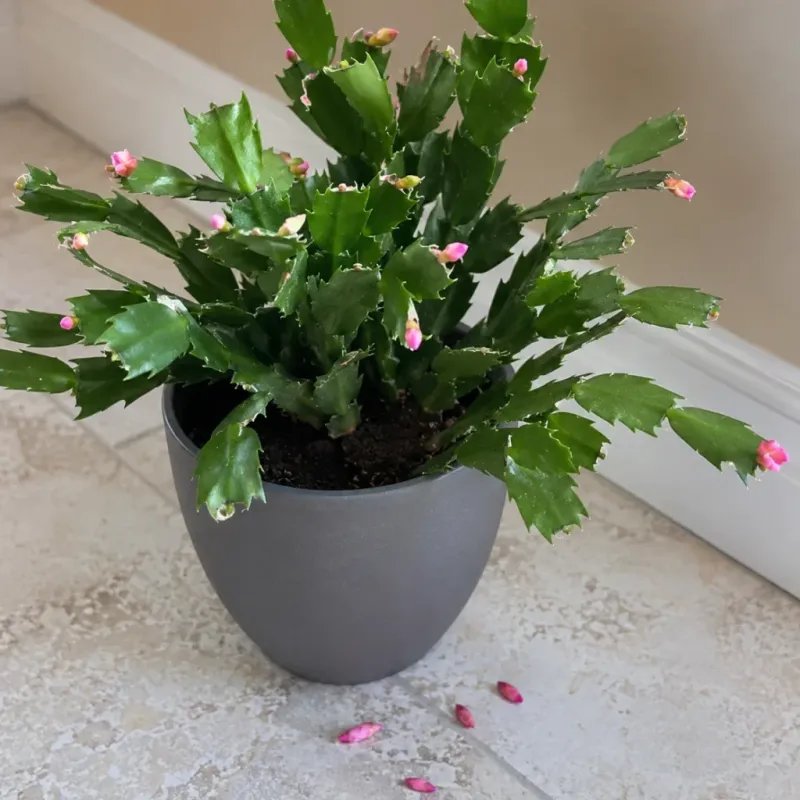 Keep conditions steady when buds appear