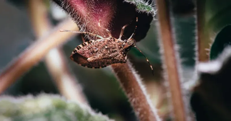 Choose targeted pest steps instead of a fall eradication campaign