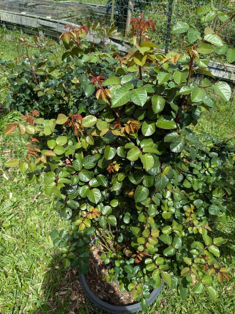 Cut Back on High-Nitrogen Fertilizer