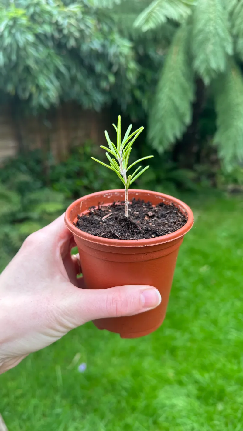 Set each cutting in a clean, well-drained medium