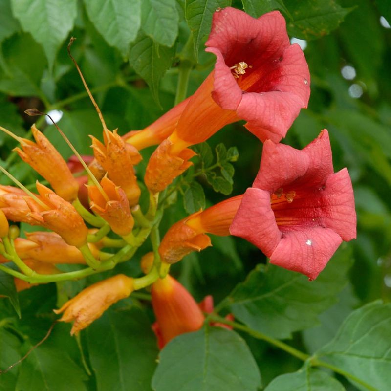 Trumpet Vine (Campsis radicans)