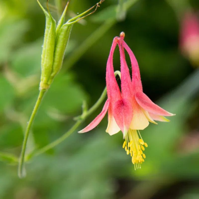 Eastern Columbine