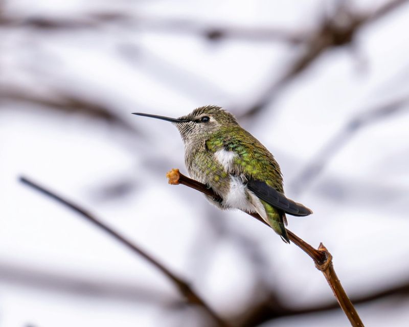 A feeder does not explain every winter sighting