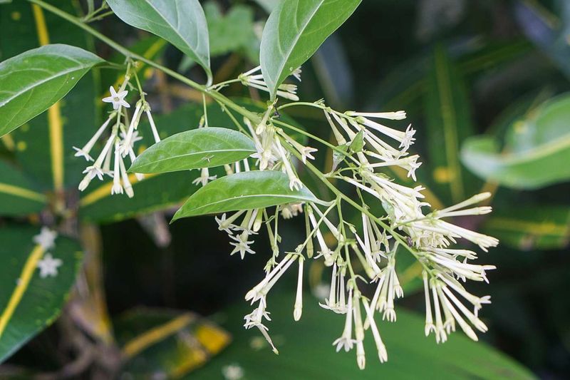 Night-Blooming Jasmine (Cestrum nocturnum)