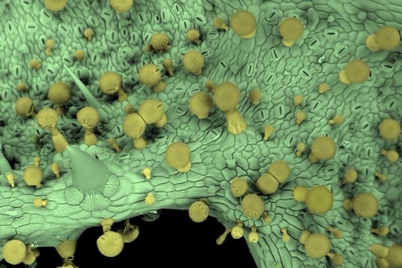 A ruptured gland is not proof of a bite-triggered defense