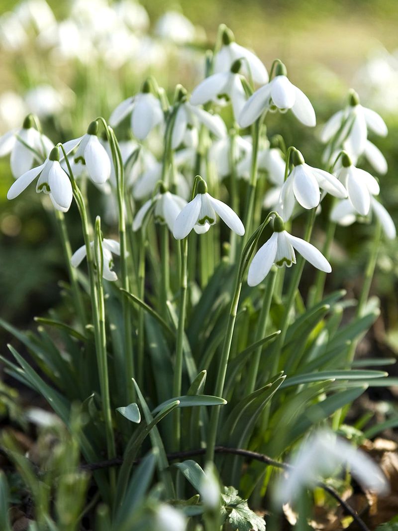 Snowdrops (Galanthus)