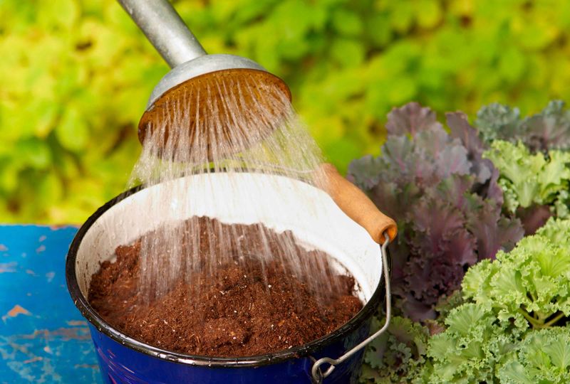 Rescue Bone-Dry Baskets With the Soak Method