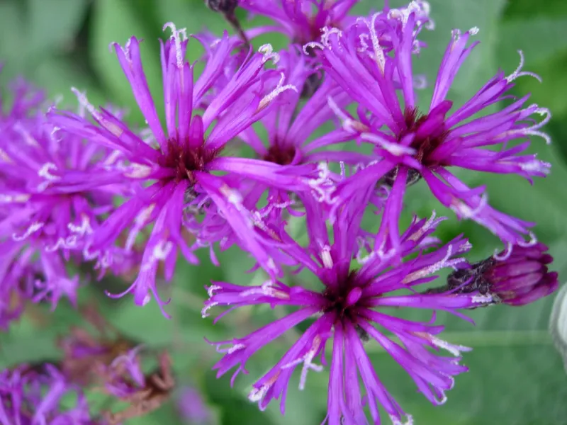 New York Ironweed (Vernonia noveboracensis)