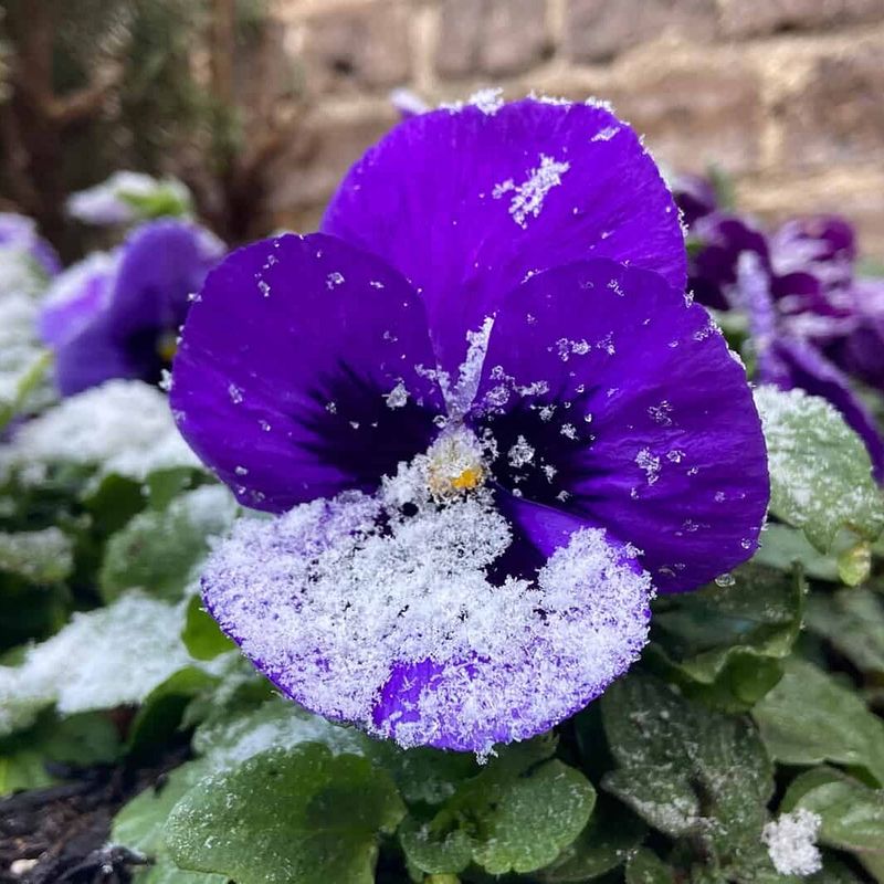 Pansies