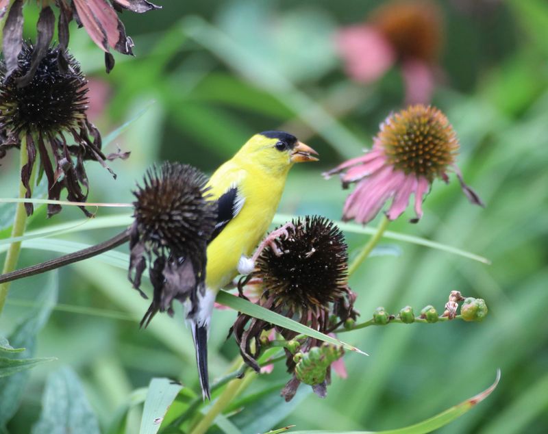 Goldfinches can take seed quickly