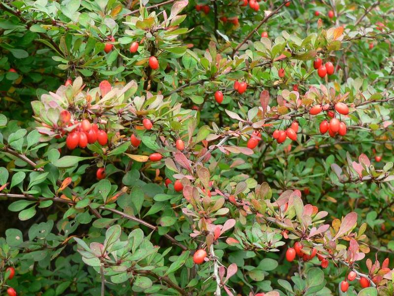Japanese Barberry (Berberis thunbergii)